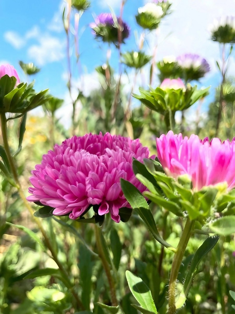 Aster Duchess Mixed - Dandys Landscape Supplies