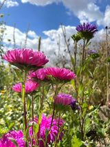 Aster Duchess Mixed - Dandys Landscape Supplies