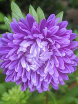 Aster Duchess Mixed - Dandys Landscape Supplies