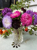 Aster Duchess Mixed - Dandys Landscape Supplies