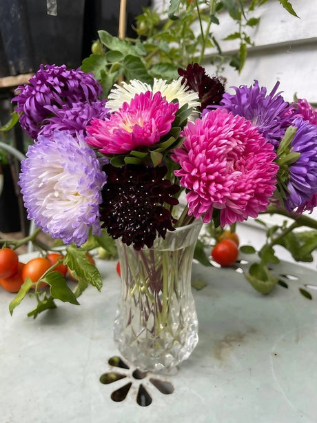 Aster Duchess Mixed - Dandys Landscape Supplies