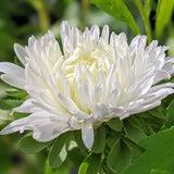 Aster Duchess Mixed - Dandys Landscape Supplies