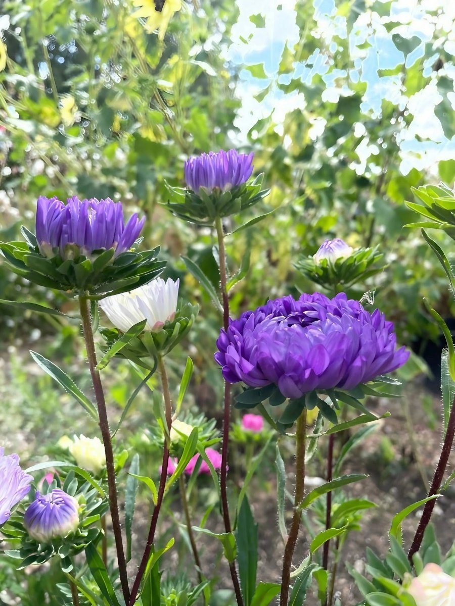 Aster Duchess Mixed - Dandys Landscape Supplies
