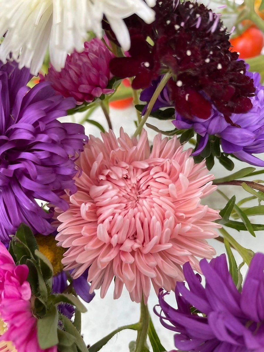 Aster Duchess Mixed - Dandys Landscape Supplies