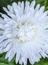 Aster Duchess Mixed - Dandys Landscape Supplies