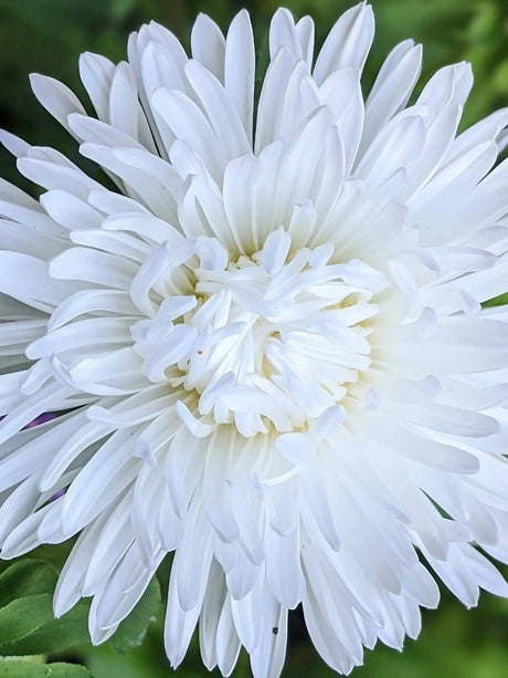 Aster Duchess Mixed - Dandys Landscape Supplies