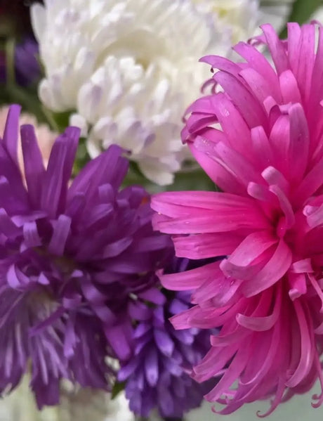 Aster Giants of California Seeds - Dandys Landscape Supplies