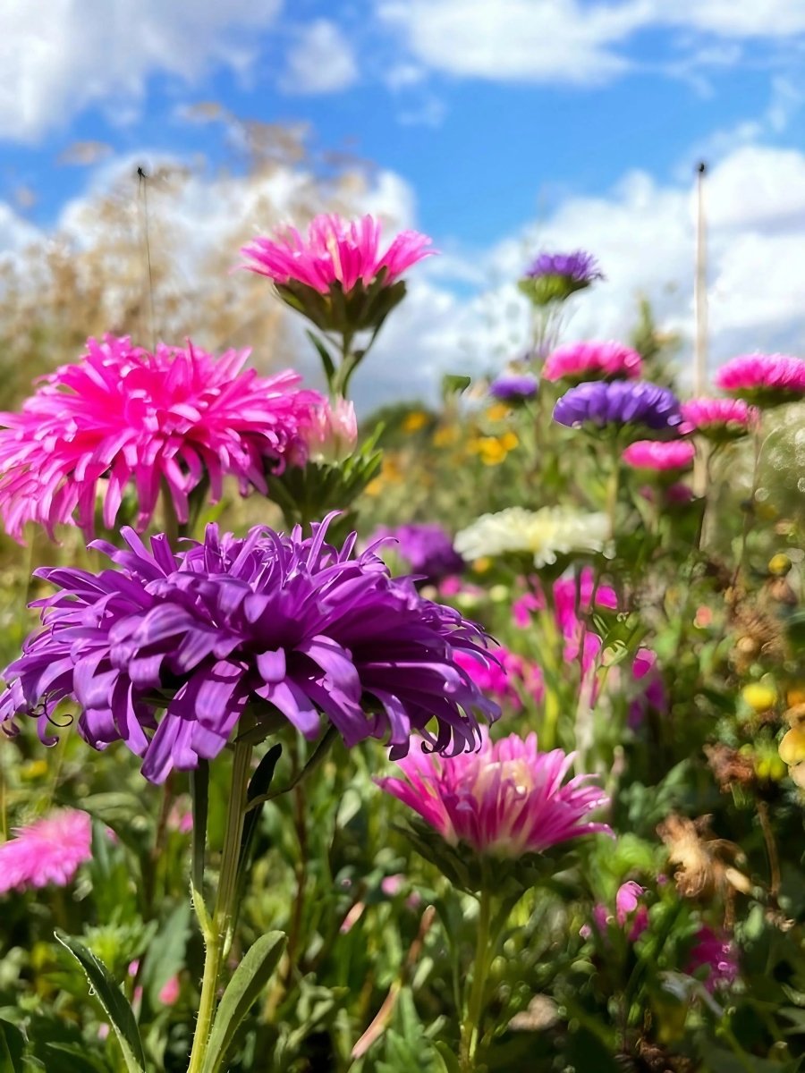 Aster Ostrich Plume - Dandys Landscape Supplies