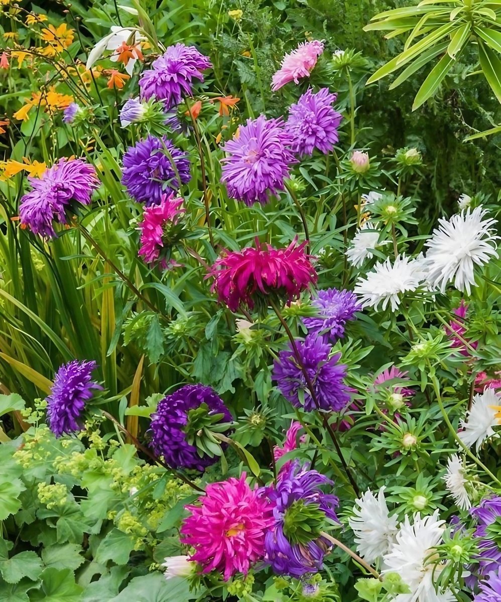 Aster Ostrich Plume - Dandys Landscape Supplies