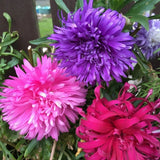 Aster Ostrich Plume - Dandys Landscape Supplies