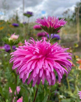 Aster Ostrich Plume - Dandys Landscape Supplies