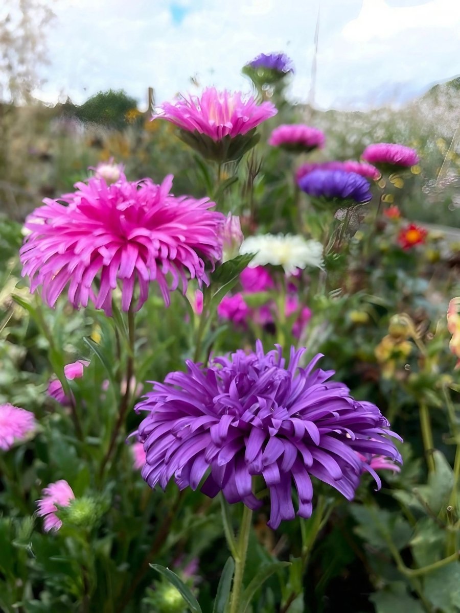 Aster Ostrich Plume - Dandys Landscape Supplies