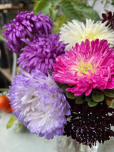 Aster Peony Mix - Dandys Landscape Supplies