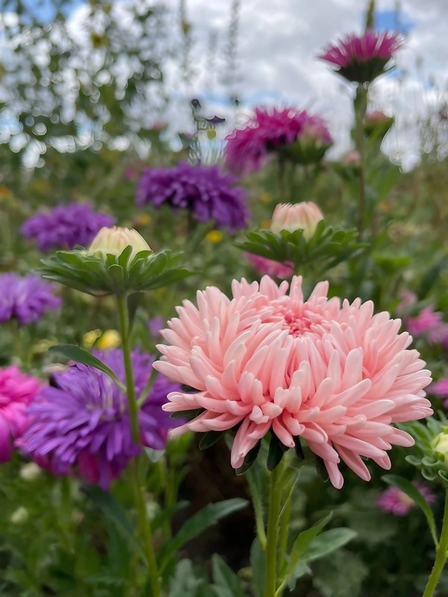 Aster Peony Mix - Dandys Landscape Supplies