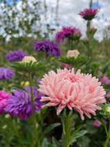 Aster Peony Mix - Dandys Landscape Supplies