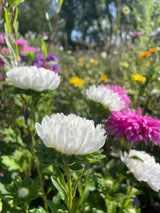 Aster Peony Mix - Dandys Landscape Supplies