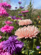 Aster Peony Mix - Dandys Landscape Supplies