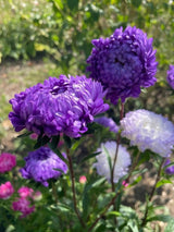 Aster Peony Mix - Dandys Landscape Supplies
