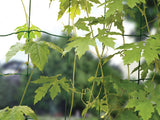 Bean & Pea Net – 1.8m x 1.8m Tangle - Free Support Mesh | Garland - Dandys Landscape Supplies