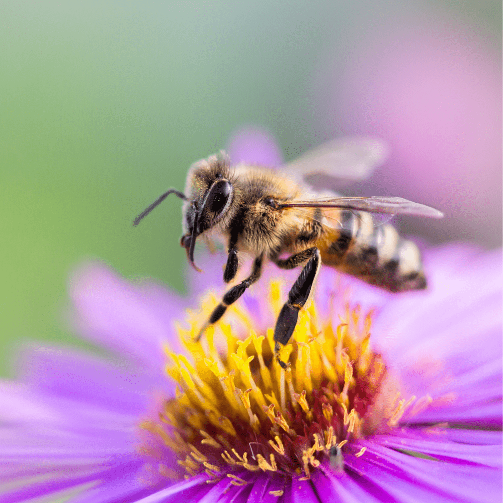 best flower seeds for bees Bee Dandy' Bee Friendly 100% Wild Flower Seed Mix