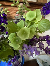Bells of Ireland - Dandys Landscape Supplies