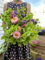 Bells of Ireland - Dandys Landscape Supplies