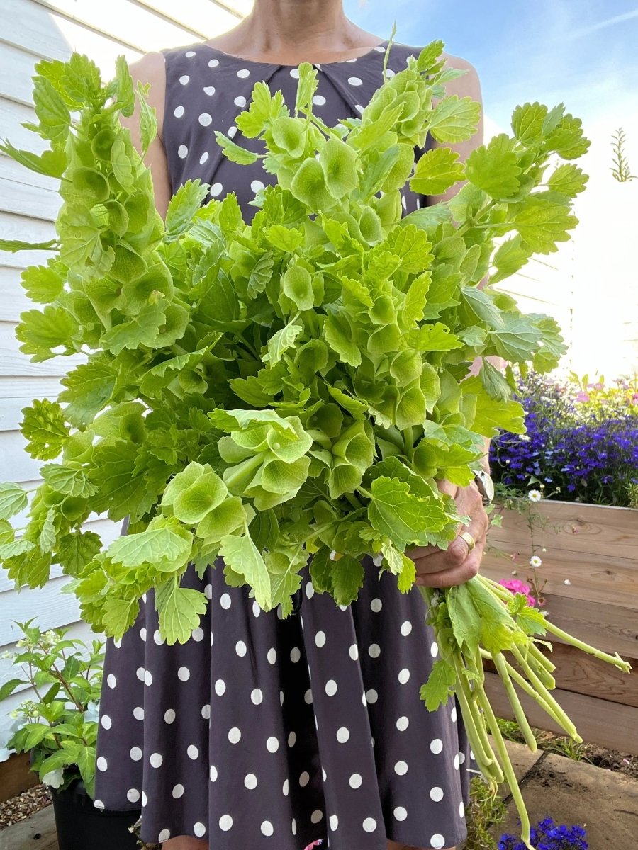 Bells of Ireland Seeds - Dandys Landscape Supplies