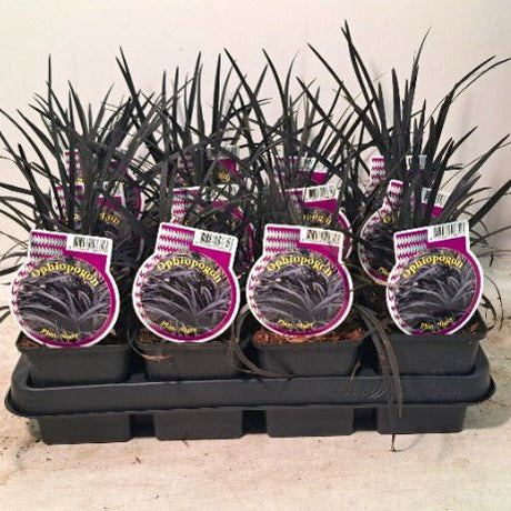 Black Mondo Grass  small