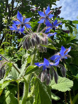 Borage - Dandys Landscape Supplies