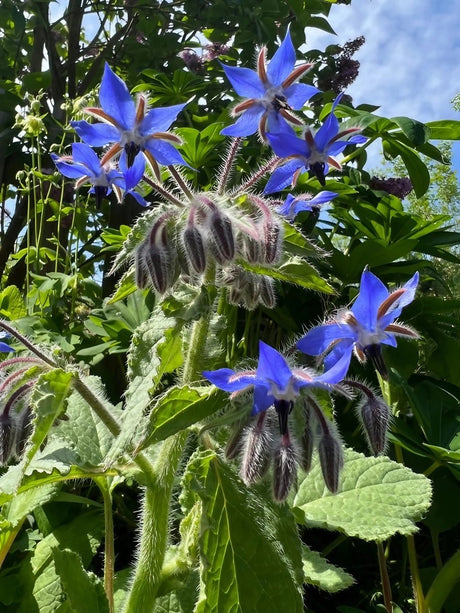 Borage - Dandys Landscape Supplies