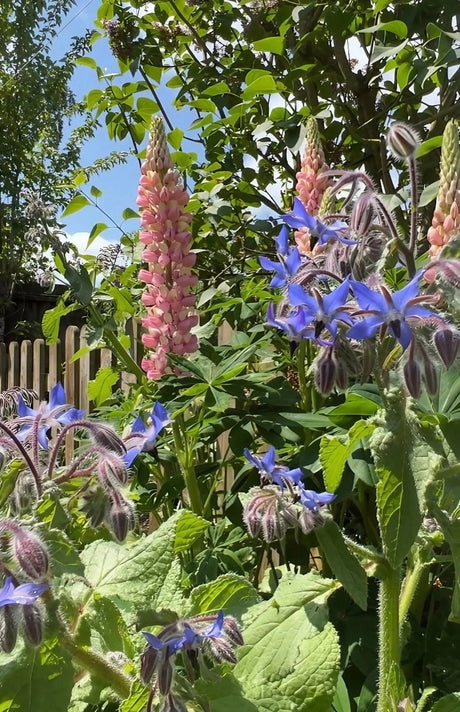 Borage - Dandys Landscape Supplies