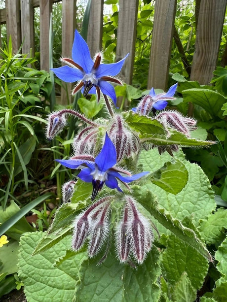 Borage - Dandys Landscape Supplies