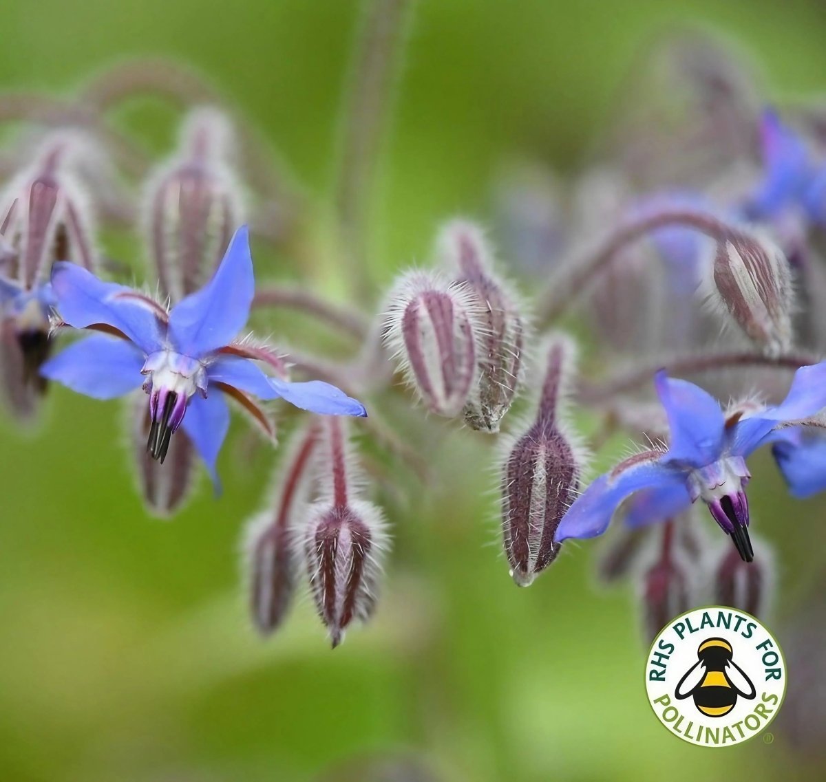 Borage - Dandys Landscape Supplies