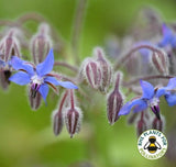 Borage - Dandys Landscape Supplies