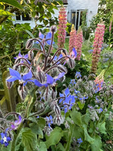 Borage - Dandys Landscape Supplies
