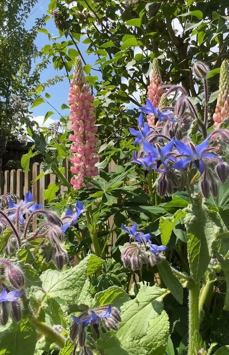 Borage Seeds - Dandys Landscape Supplies