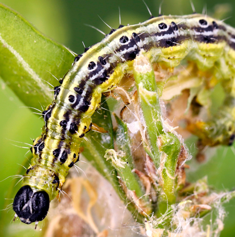 Box Tree Moth Caterpillar - (Steinernema Feltiae/Carpocapsae mix) - Dandys Landscape Supplies
