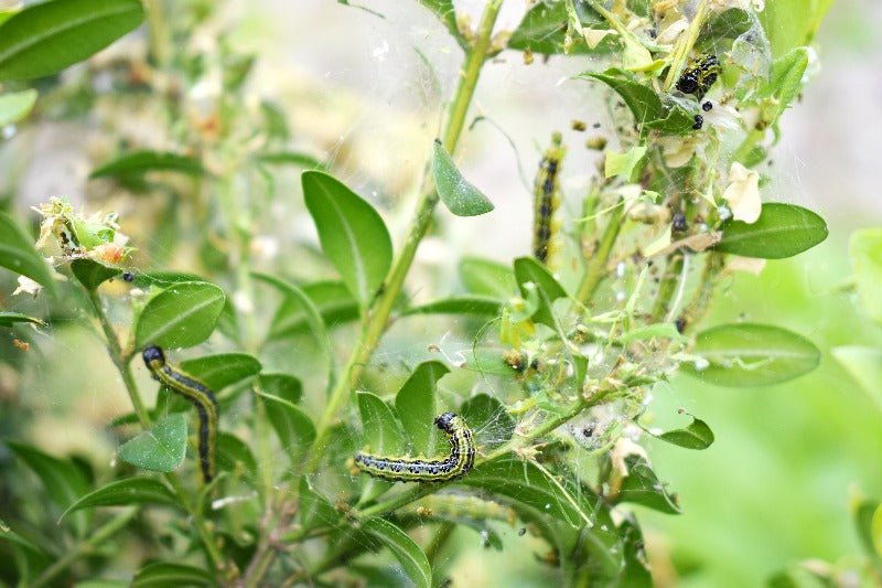 Box Tree Moth Caterpillar - (Steinernema Feltiae/Carpocapsae mix) - Dandys Landscape Supplies
