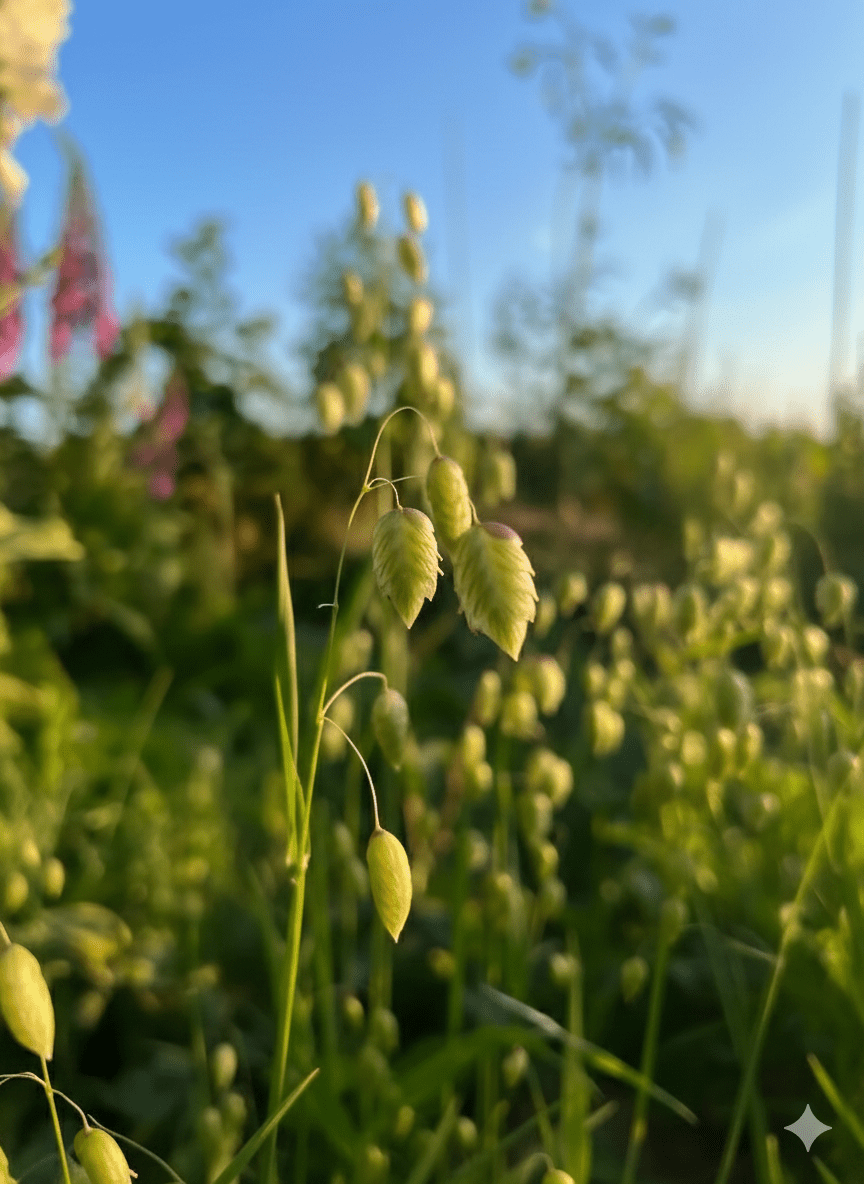 Briza Maxima - Quaking Grass Seeds - Dandys Landscape Supplies