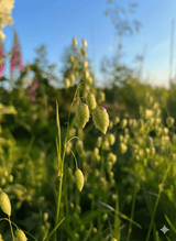 Briza Maxima - Quaking Grass Seeds - Dandys Landscape Supplies