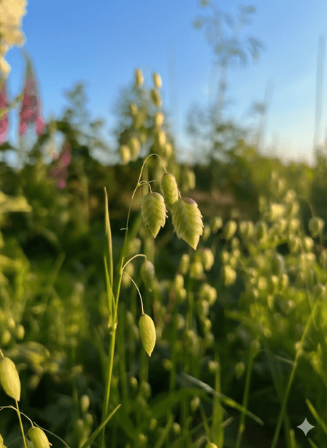Briza Maxima - Quaking Grass Seeds - Dandys Landscape Supplies