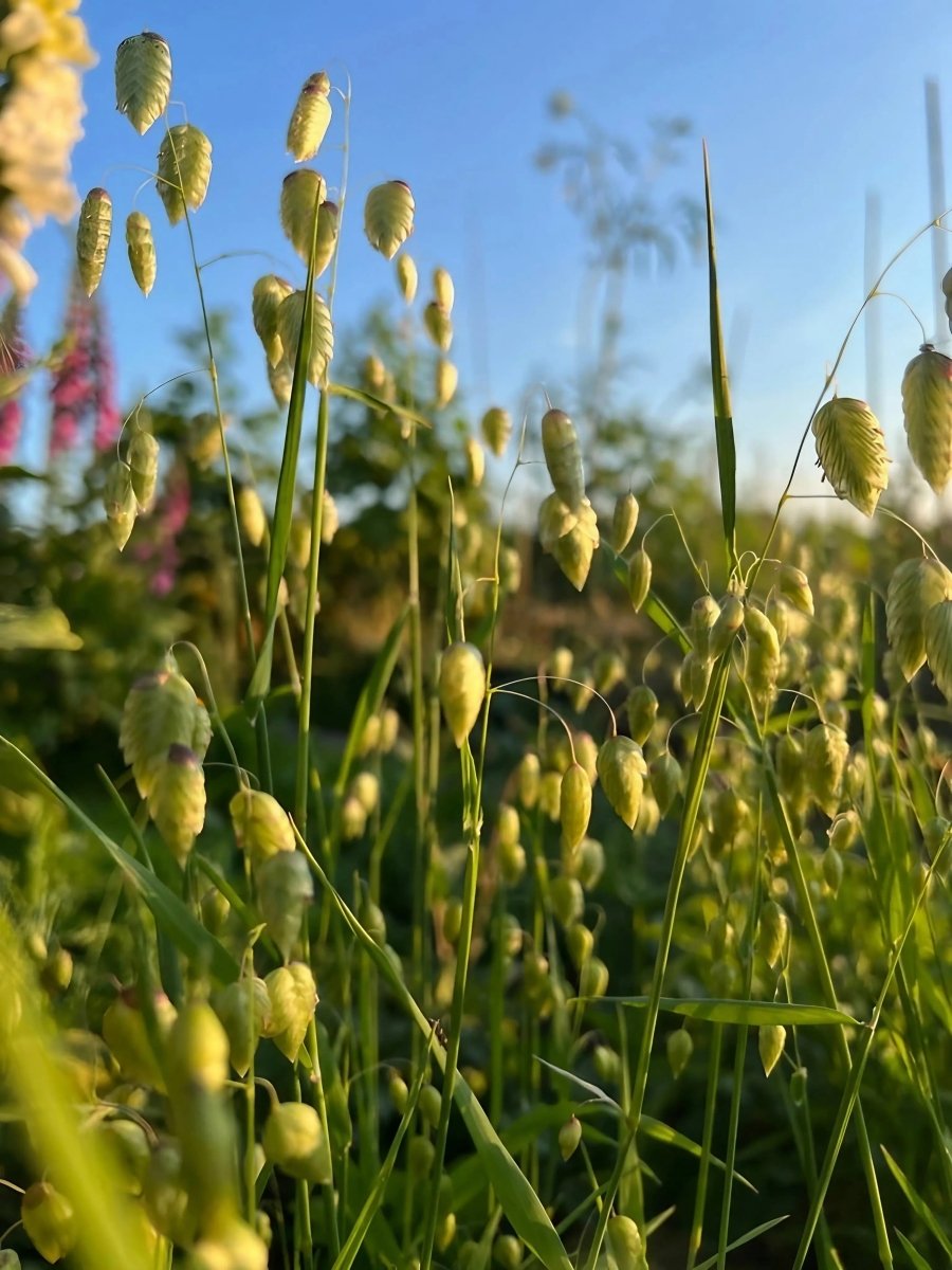 Briza Maxima - Quaking Grass Seeds - Dandys Landscape Supplies