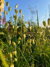 Briza Maxima - Quaking Grass Seeds - Dandys Landscape Supplies