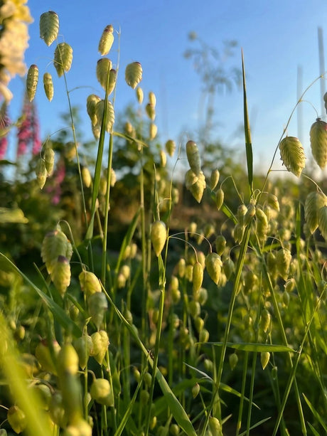 Briza Maxima - Quaking Grass Seeds - Dandys Landscape Supplies