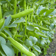Broad Bean Seeds - Aguadulce - Dandys Landscape Supplies