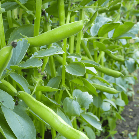 Broad Bean Seeds - Aguadulce - Dandys Landscape Supplies