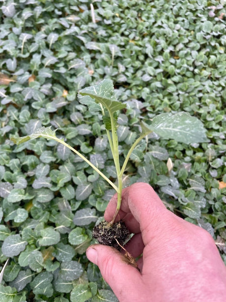 Broccoli Plug Plants "Grow Your Own" Vegetables 'Ready to Plant Now' Young Vegetable Plants **Letterbox Friendly** - Dandys Landscape Supplies