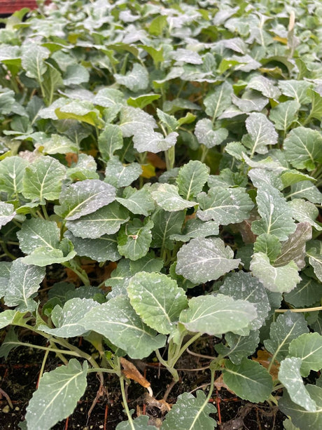 Broccoli Plug Plants "Grow Your Own" Vegetables 'Ready to Plant Now' Young Vegetable Plants **Letterbox Friendly** - Dandys Landscape Supplies