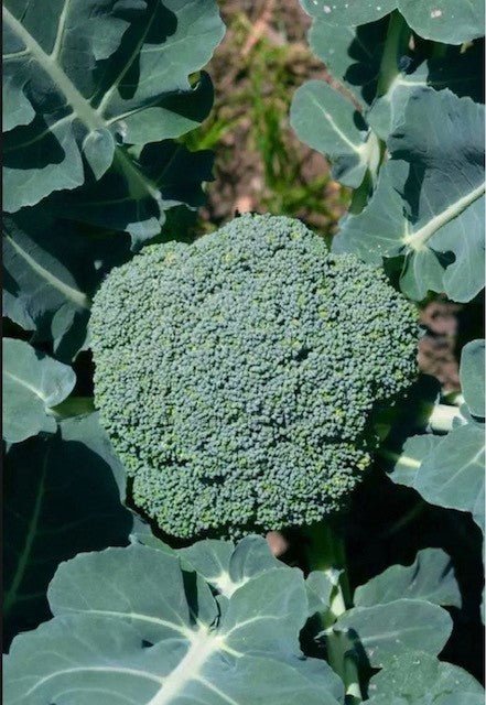 Broccoli Plug Plants "Grow Your Own" Vegetables 'Ready to Plant Now' Young Vegetable Plants **Letterbox Friendly** - Dandys Landscape Supplies