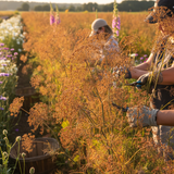 Bronze Fennel - Dandys Landscape Supplies